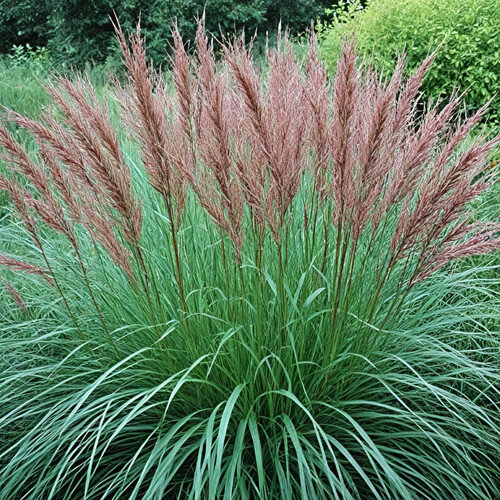 Ozdobnica čínska Ferner Osten‘, výška 30/50 cm, v črepníku 3l Miscanthus sinensis ‘Ferner Osten‘