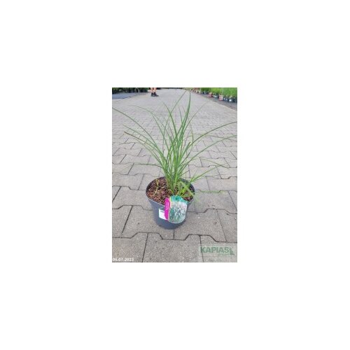 Ozdobnica čínska Ferner Osten‘, výška 30/50 cm, v črepníku 3l Miscanthus sinensis ‘Ferner Osten‘