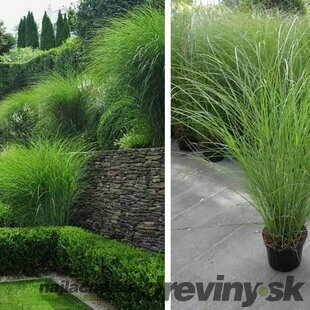 Ozdobnica čínska Morning Light, výška 10/15 cm, v črepníku P9 Miscanthus sinensis