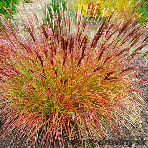 Ozdobnica čínska ‘Red Chief‘, v črepníku, výška 40/60 cm Miscanthus sinensis ‘Red Chief‘