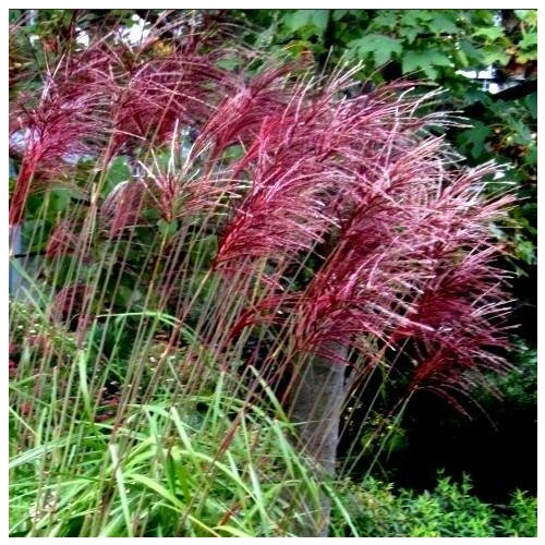 Ozdobnica čínska ‘Rotfeder‘, v črepníku 3l, Miscanthus sinensis ‘Rotfeder‘