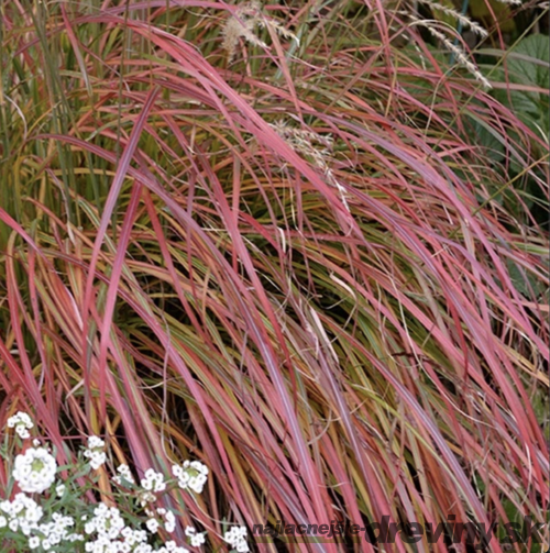 Ozdobnica čínska ‘Senorita‘, v črepníku 3l, výška 25/+cm Miscanthus sinensis ‘Senorita‘