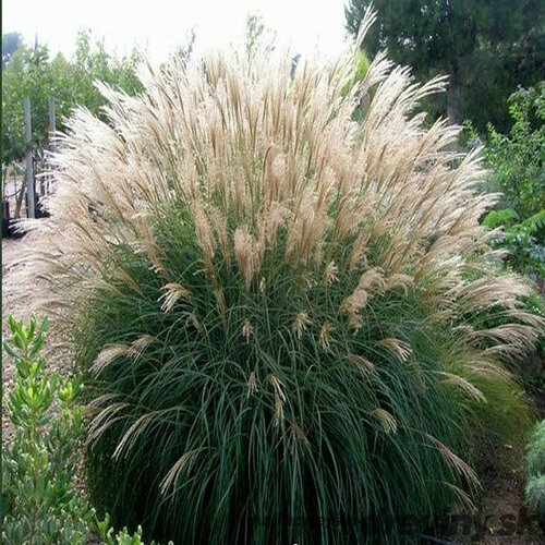 Ozdobnica čínska ‘Silberfeder‘, v črepníku Miscanthus sinensis ‘Silberfeder‘