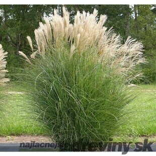 Ozdobnica čínska Silberspinne, výška 10/15 cm, v črepníku P9 Miscanthus sinensis Silberspinne