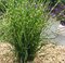 Ozdobnica čínska ‘Strictus‘ 30/50 cm v črepníku 3l Miscanthus sinensis ‘Strictus‘