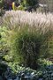 Ozdobnica čínska ‘Yaku Jima‘, 25/35 cm v črepníku 3l, Miscanthus sinensis ‘Yaku Jima‘