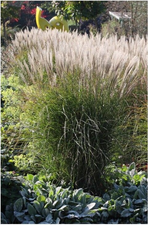 Ozdobnica čínska ‘Yaku Jima‘, 25/35 cm v črepníku 3l, Miscanthus sinensis ‘Yaku Jima‘