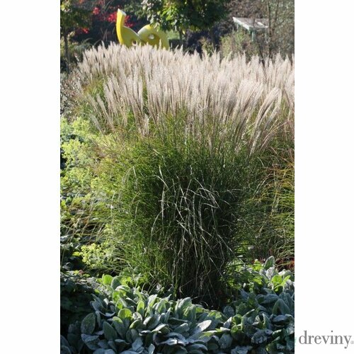 Ozdobnica čínska ‘Yaku Jima‘, v črepníku 3l, výška 25/+cm Miscanthus sinensis ‘Yaku Jima‘