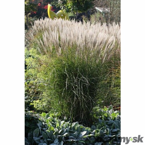 Ozdobnica čínska ‘Yaku Jima‘, v črepníku 3l, výška 25/+cm Miscanthus sinensis ‘Yaku Jima‘