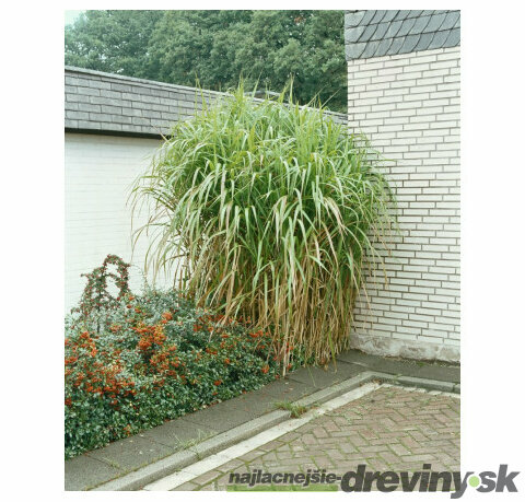 Ozdobnica obrovská v črepníku 3l výška 50/70 cm Miscanthus giganteus