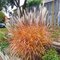 Ozdobnica ´PURPURASCENS´, v črepníku 3l, Miscanthus ‘Purpurascens‘