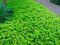 Pachysandra vrcholová, v črepníku Pachysandra terminalis