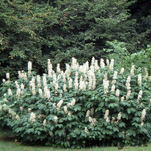 Pagaštan drobnokvetý, výška 125/+ cm, v črepníku Aesculus parviflora