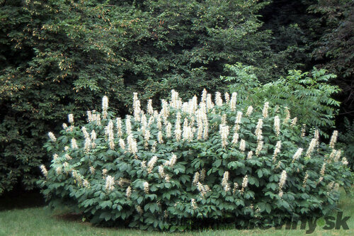 Pagaštan drobnokvetý, výška 125/+ cm, v črepníku Aesculus parviflora