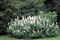 Pagaštan drobnokvetý, výška 125/+ cm, v črepníku Aesculus parviflora