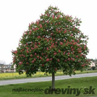 Pagaštan pleťový Briotii, 150/160 cm, v črepníku Aesculus carnea Briotii