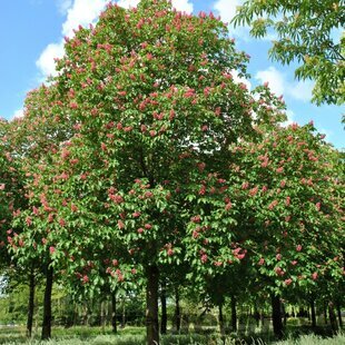 Pagaštan pleťový Briotii, výška 250/350 cm, obvod kmienka 8/10 cm v črepníku Aesculus carnea Briotii