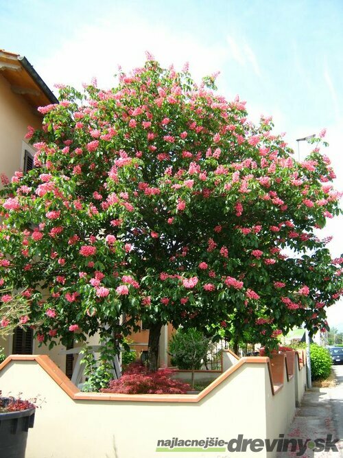 Pagaštan pleťový x “Briotii“ na kmienku  obvod 4/6 cm celková výška 180/200 cm Aesculus carnea x “ Briotii