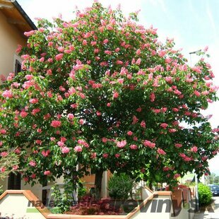 Pagaštan pleťový x “Briotii“ na kmienku  obvod 4/6 cm celková výška 180/200 cm Aesculus carnea x “ Briotii