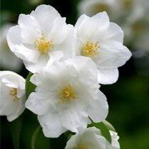 Pajazmín vencový Alabaster Philadelphus coronarius Alabaster