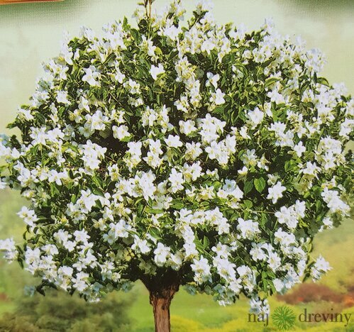 Pajazmín vencový na kmienku 110/130 cm, v črepníku Philadelphus coronarius