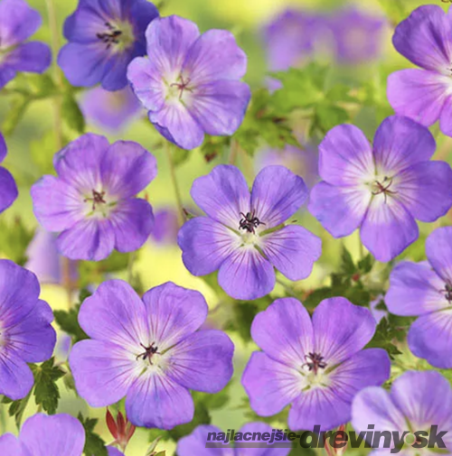 Pakost Azure Rush, v črepníku P9 Geranium Azure Rush