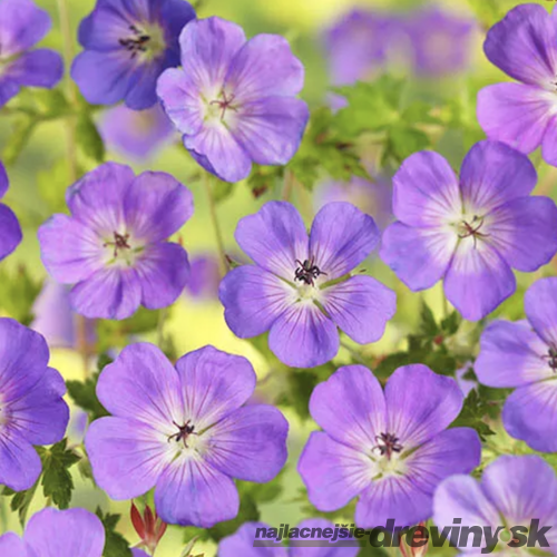 Pakost Azure Rush, v črepníku P9 Geranium Azure Rush