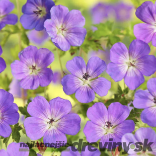 Pakost Azure Rush, v črepníku P9 Geranium Azure Rush