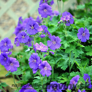 Pakost Johnson‘s Blue, v črepníku Geranium Johnson‘s Blue