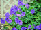 Pakost Johnson‘s Blue, v črepníku Geranium Johnson‘s Blue