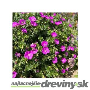 Pakost krvavý Max Frei, výška 10/15 cm, v črepníku P9 Geranium sanguineum ‘Max Frei‘