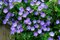 Pakost Orion, v črepníku Geranium Orion