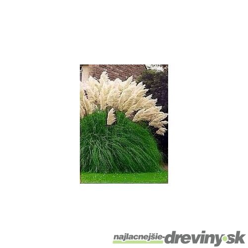 Pampová tráva Kortadéria biela 40/60 cm, v črepníku Cortaderia Selloana 