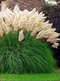 Pampová tráva Kortadéria biela 40/60 cm, v črepníku Cortaderia Selloana 