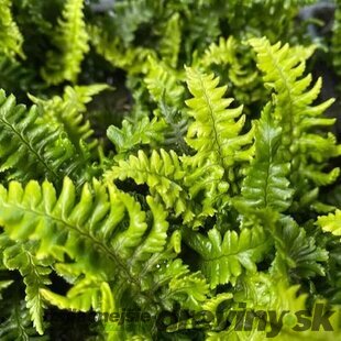 Papraď hrdzavá 20/40 cm v črepníku 2lDryopteris affinis ‘Crispa‘ Dryopteris affinis ‘Crispa‘