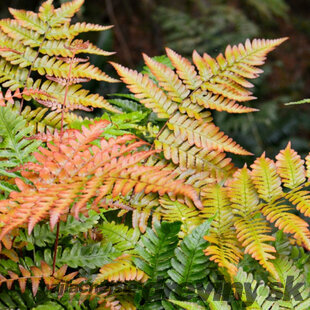 Papraď, v črepníku Dryopteris erythrosora