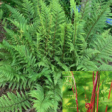 Papraďka ‘Lady in Red‘, výška 20/25 cm, v črepníku Athyrium f.-f. ‘Lady in Red‘