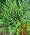 Papraďka ‘Lady in Red‘, výška 50/60 cm, v črepníku Athyrium f.-f. ‘Lady in Red‘