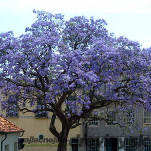 Paulovnia (strom šťastia), 80/120 cm, v črepníku Paulownia tomentosa
