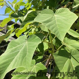 Paulovnia (strom šťastia), výška 15/25 cm, v črepníku Paulownia tomentosa