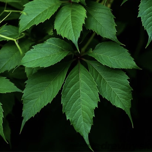 Pavinič Päťlistý 40/60 cm, v črepníku Parthenocissus quinquefolia