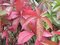 Pavinič päťlistý 60/+ cm, v črepníku Parthenocissus quinquefolia