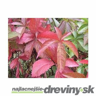 Pavinič päťlistý 60/+ cm, v črepníku Parthenocissus quinquefolia