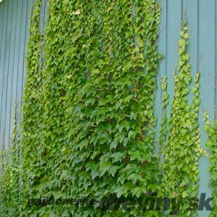 Pavinič päťlistý, výška 80/100 cm Parthenocissus quinquefolia