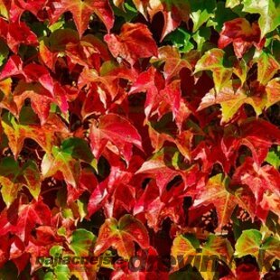 Pavinič Trojlaločný Veitchii 30/50 cm, v črepníku Parthenocissus tricuspidata Veitchii