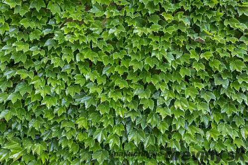 Pavinič Trojlaločný Veitchii 80/100 cm, v črepníku Parthenocissus tricuspidata Veitchii