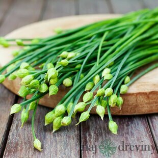 Pažítka cesnaková-čínska, v črepníku Allium tuberosum