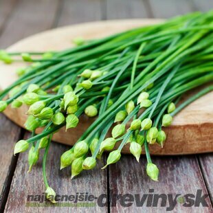 Pažítka cesnaková-čínska, v črepníku Allium tuberosum