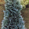 Pelts Blue