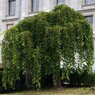 Pendula